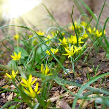 Ormanda kar damlaları 