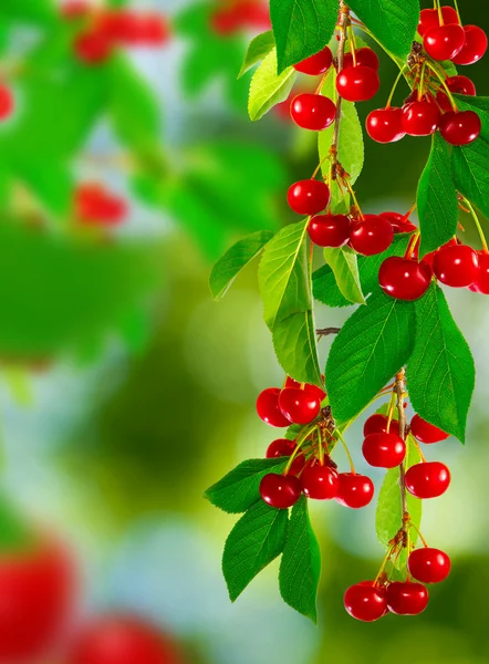 Beautiful branch with cherry — Stock Photo, Image