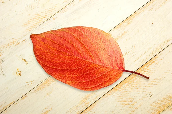 Imagem das folhas de outono — Fotografia de Stock