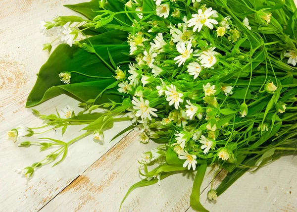 รูปดอกไม้ของดอกเดซี่ — ภาพถ่ายสต็อก