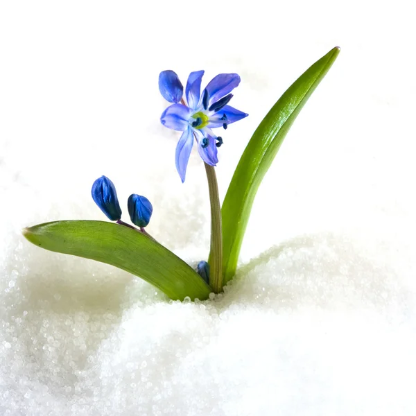 Schneeglöckchen im Schnee — Stockfoto