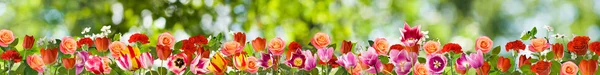 Image many flowers — Stock Photo, Image