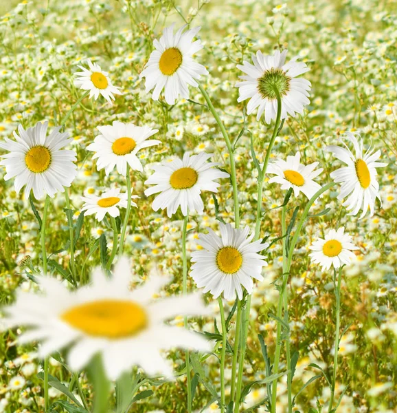 Daisies in a field closeup — Stock Photo, Image