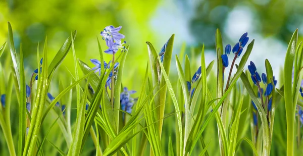 Snowdrops σε πράσινο φόντο — Φωτογραφία Αρχείου