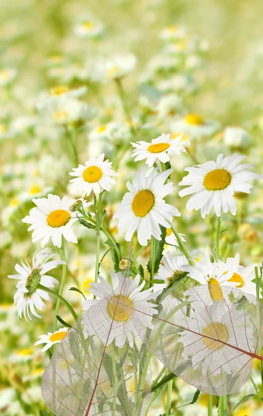 Gänseblümchen auf einem Feld — Stockfoto