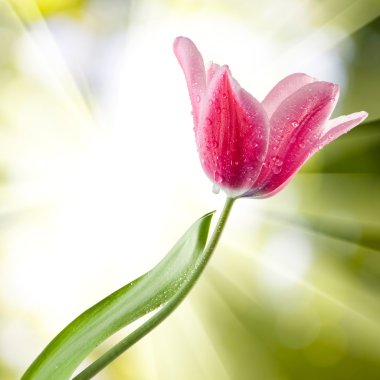  güneşe karşı çiçek