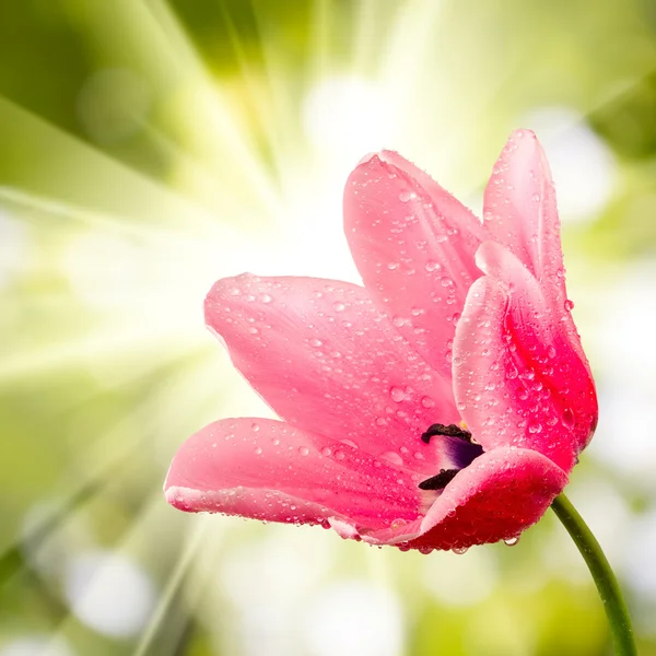 Yeşil arka planda güzel bir çiçek — Stok fotoğraf