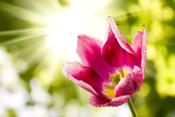 Красивый цветок против солнца — стоковое фото