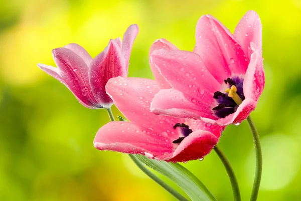 Hermosos tulipanes sobre un fondo verde —  Fotos de Stock