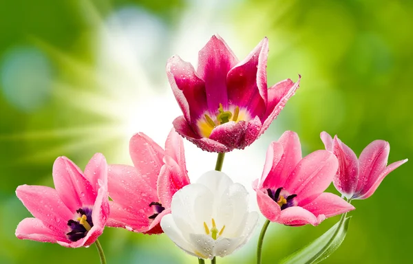 Hermosos tulipanes sobre un fondo verde —  Fotos de Stock