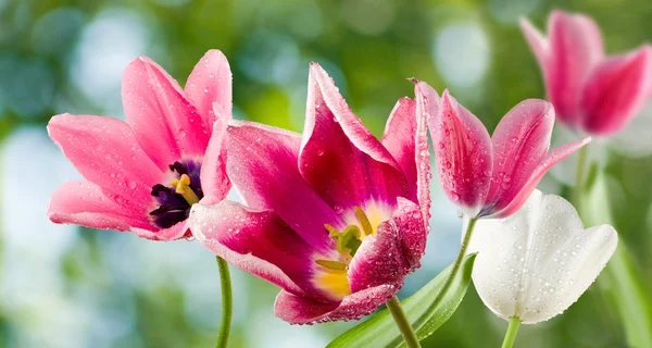 Imagen de los tulipanes de cerca —  Fotos de Stock