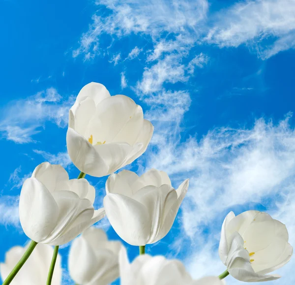 Tulipanes blancos contra el cielo de cerca —  Fotos de Stock