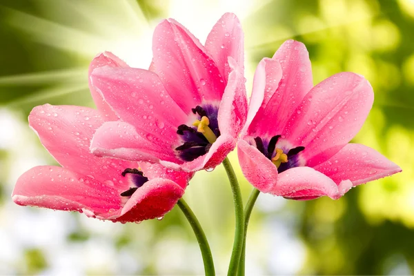 Tulipanes en el jardín primer plano —  Fotos de Stock