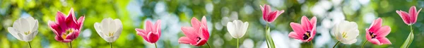 Tulpen close-up — Stockfoto