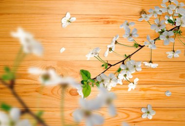 Görüntü çiçekli dalları 