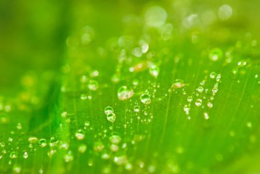 yeşil yaprak resmini 