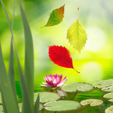 görüntü düşen sonbahar yaprakları ve bir lotus çiçeği 