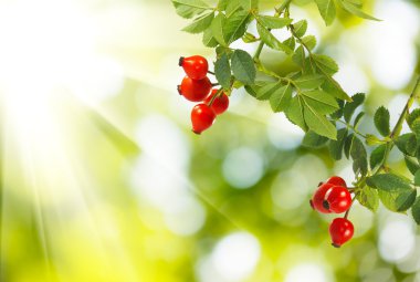rose hips görüntüsünü 