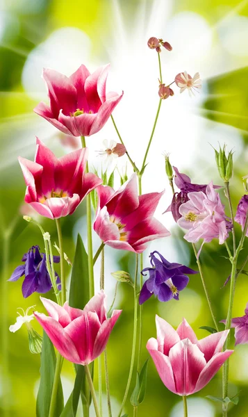Piękne kwiaty na zielonym tle — Zdjęcie stockowe