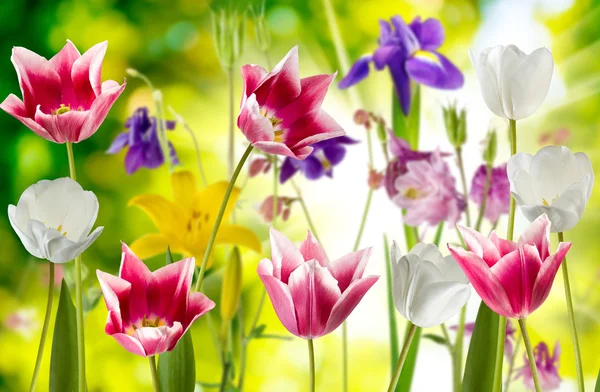 Красиві квіти на зеленому тлі — стокове фото