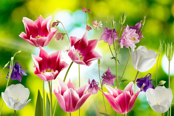 Schöne Blumen — Stockfoto