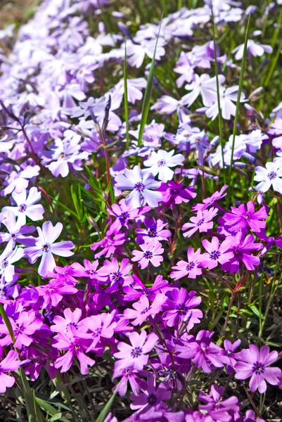 Belas flores em um fundo verde — Fotografia de Stock