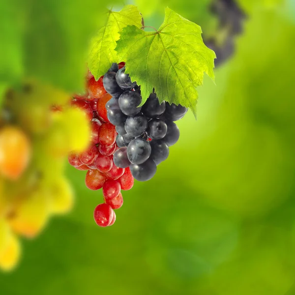 Grapes in the garden — Stock Photo, Image