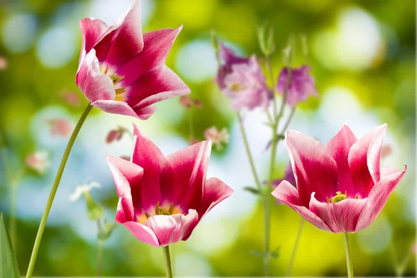Obraz piękna kwiatów na zielonym tle — Zdjęcie stockowe