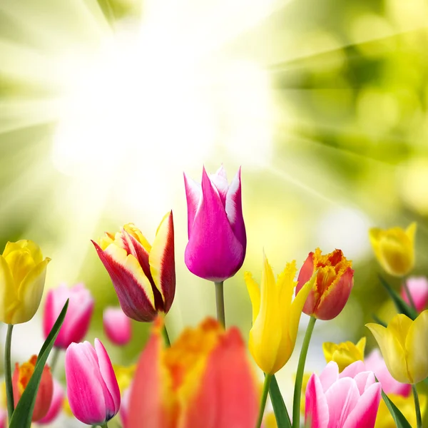 Зображення красивих тюльпанів — стокове фото