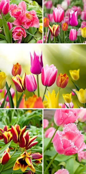 Bild der schönen Tulpen — Stockfoto