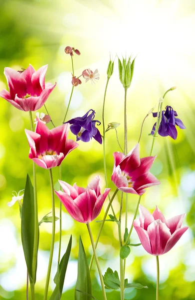 Imagen de hermosas flores — Foto de Stock