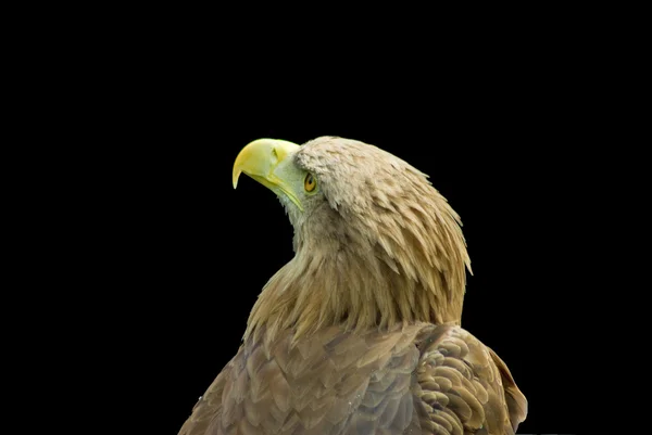 Eagle isolated — Zdjęcie stockowe