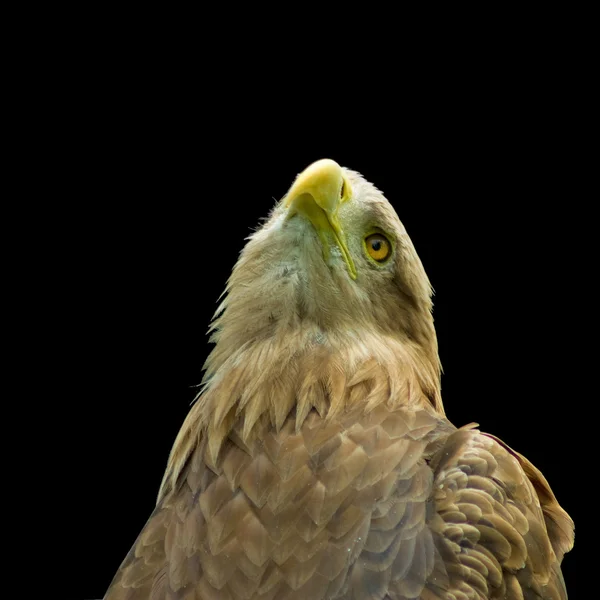 Örn — Stockfoto