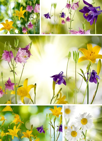Obrázek mnoho krásných květin — Stock fotografie