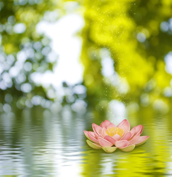 Imagen de una flor de loto — Foto de Stock