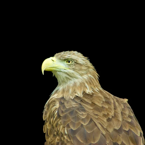 Image of an eagle — Stock Photo, Image