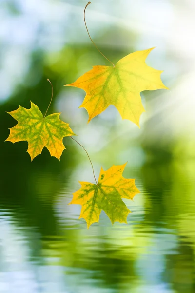 Hojas de otoño en el agua — Foto de Stock