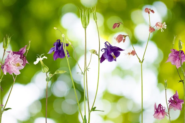 Vackra blommor i trädgården — Stockfoto