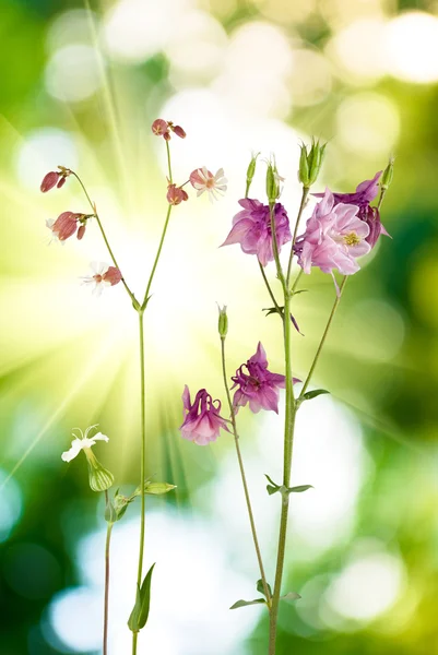 Beautiful wild flowers in the garden on a green background — Stock fotografie