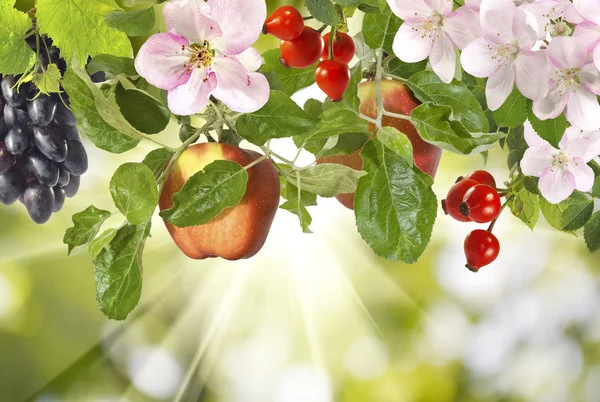 Bild von verschiedenen Früchten — Stockfoto