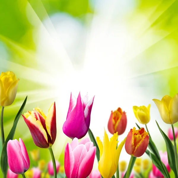 Bild der schönen Tulpen — Stockfoto