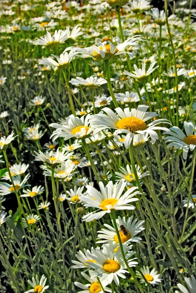 Image many daisies in a field