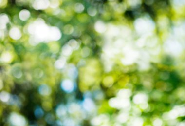 yeşil sebze arka plan görüntüsü 