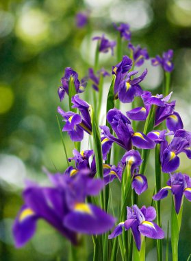 görüntü çok güzel çiçek 