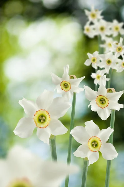 Image of many beautiful flowers — Stock Photo, Image