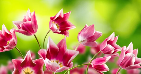 Obraz z wielu pięknych kwiatów — Zdjęcie stockowe