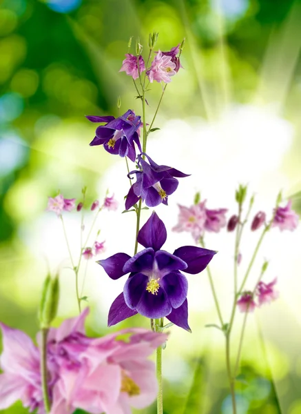 Obrázek z mnoha krásných květin — Stock fotografie