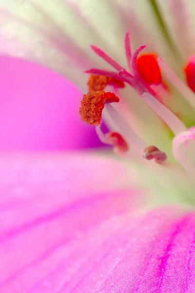 Obraz piękny kwiat — Zdjęcie stockowe