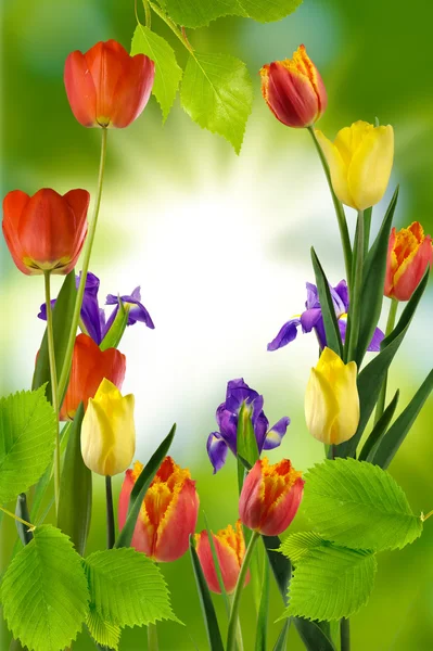 Imagen de hermosas flores —  Fotos de Stock