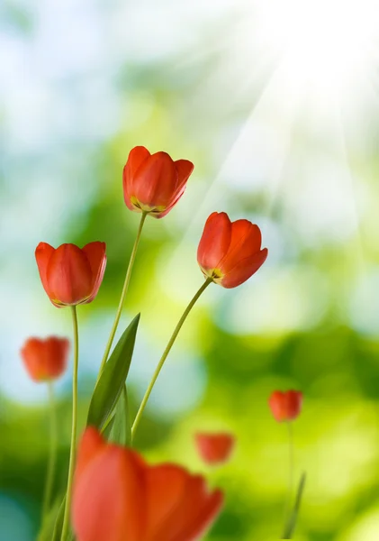 Tulipanes sobre un fondo verde — Foto de Stock